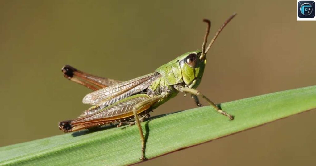 Three Grasshoppers
