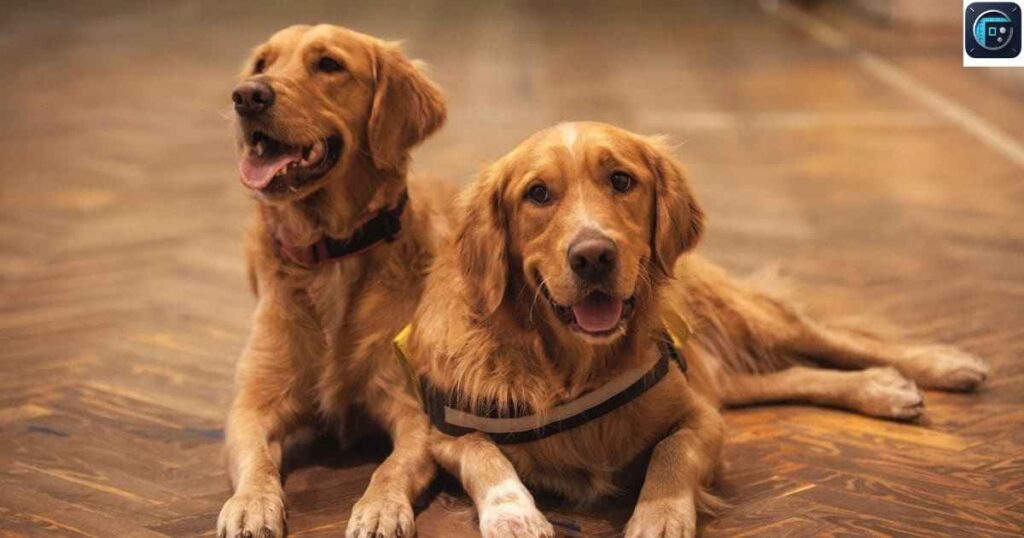 Two Golden Retrievers
