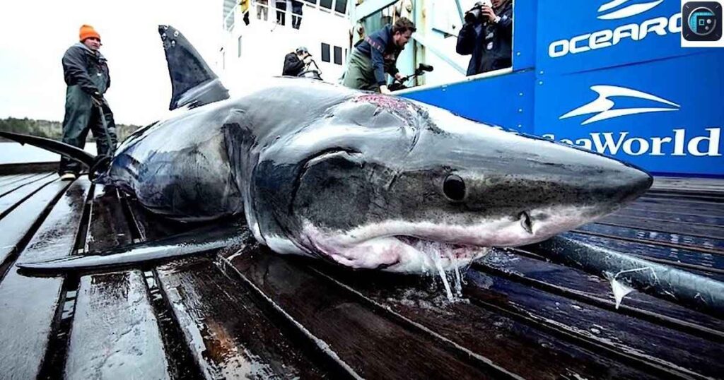 Two× Great White Sharks
