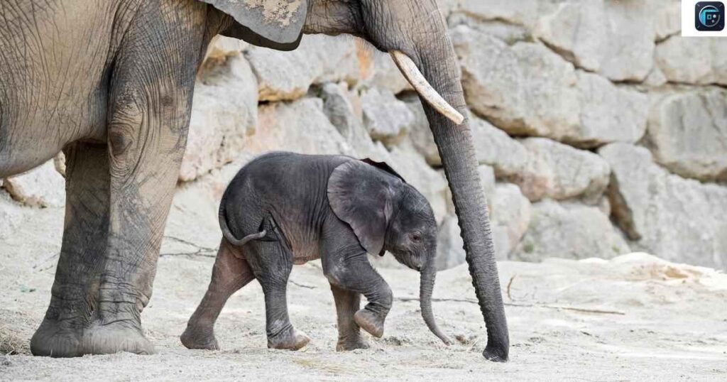 A Baby Elephant
