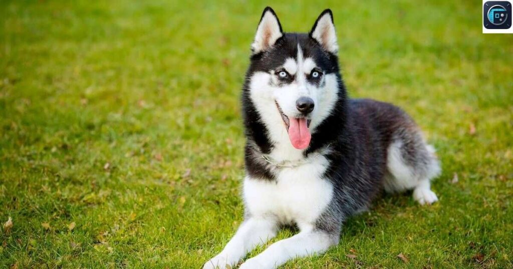A Female Siberian Husky
