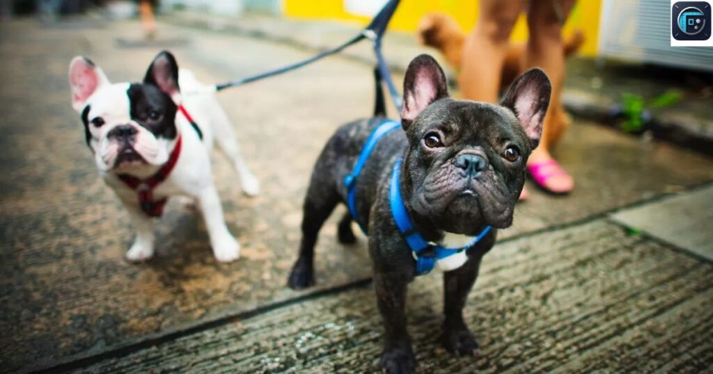 A French Bulldog
