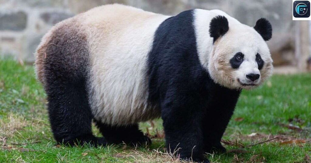 A Giant Panda Bear
