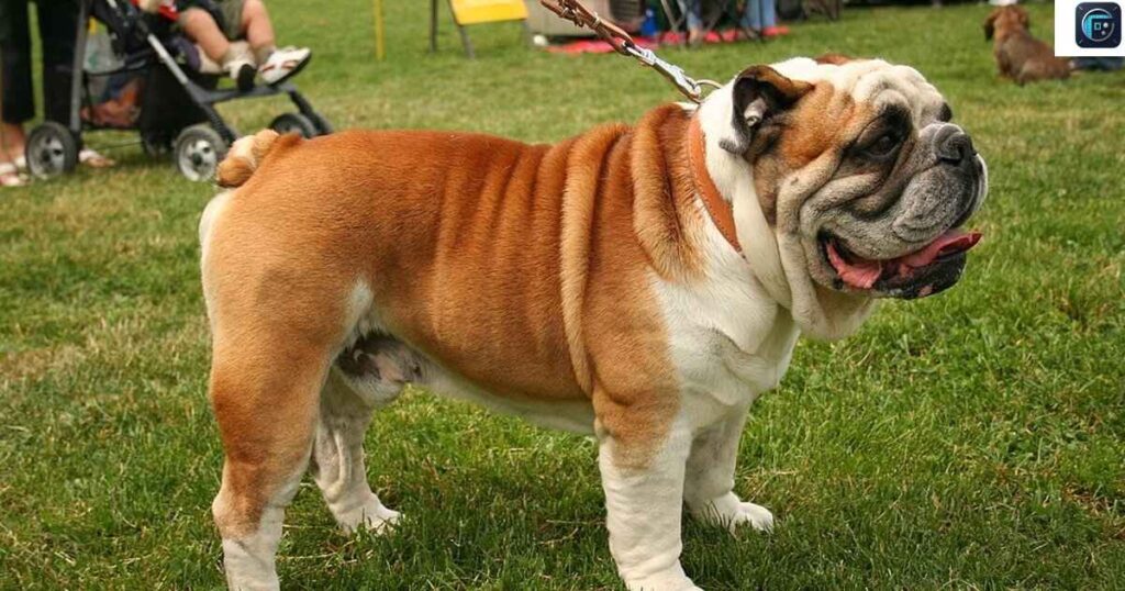 A Male British Bulldog
