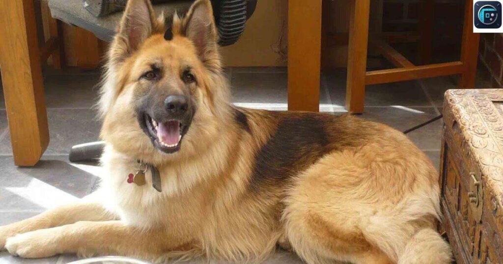 Adult German Shepherd
