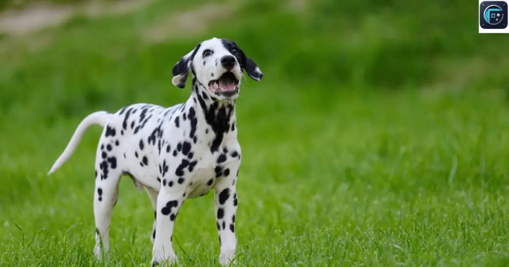 An Adult Dalmatian
