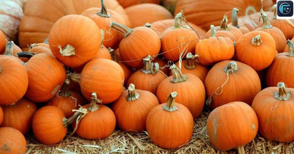 Five Average-Sized Pumpkins
