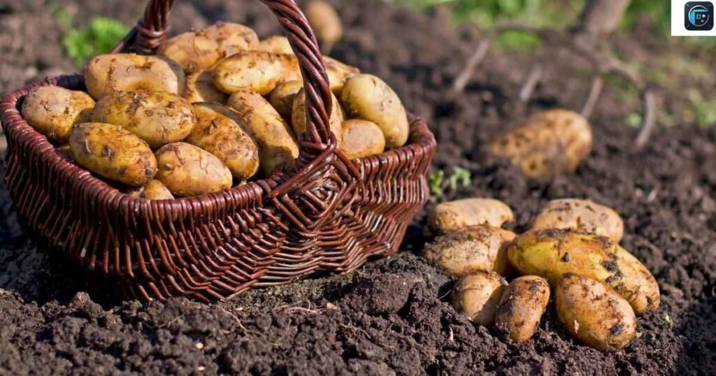 Five Bags of Potatoes
