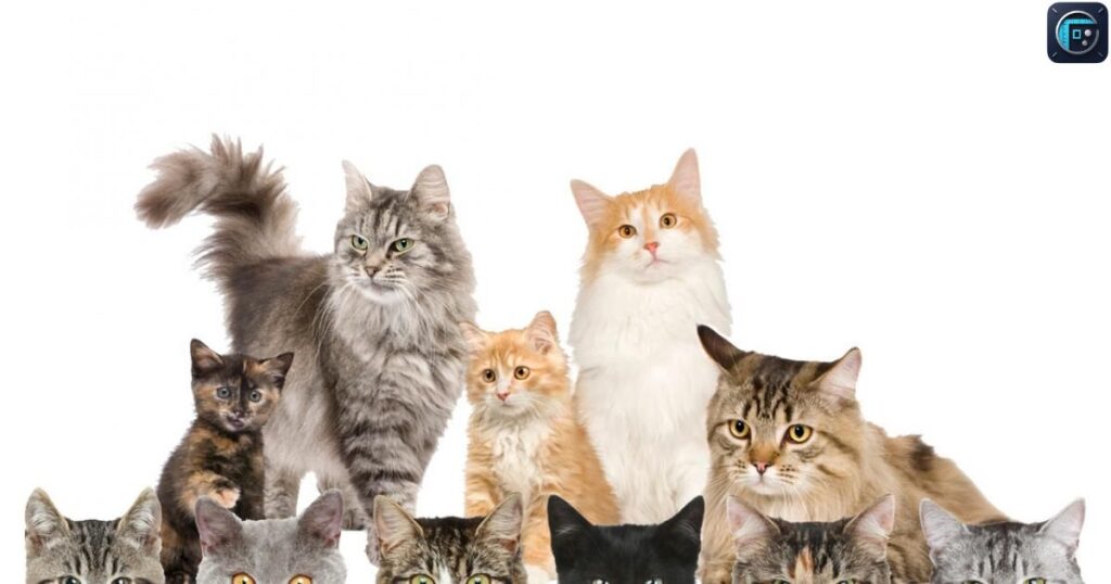 Five Large Domestic Cats
