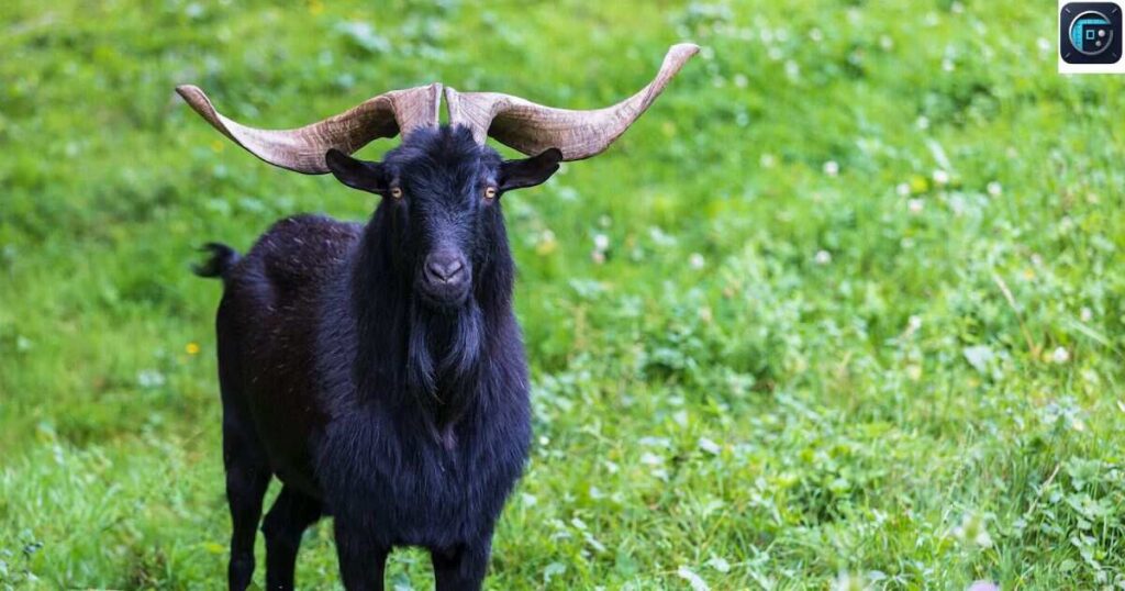 Large Goat
