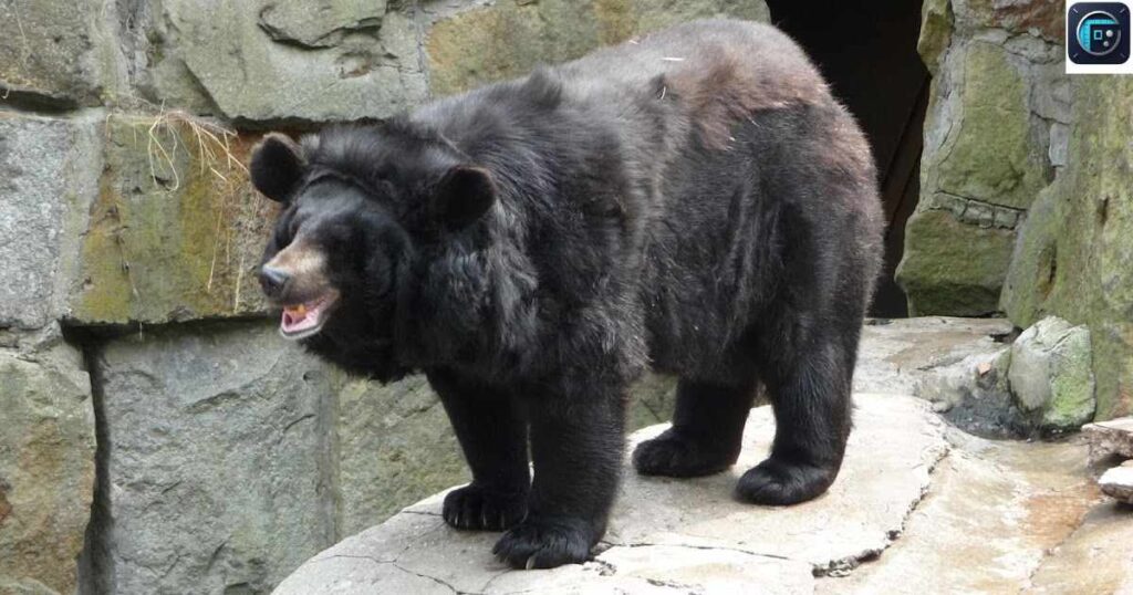 Moon Bears
