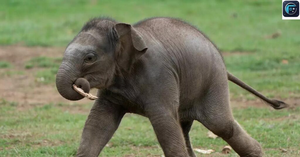 Newborn Elephant Calves
