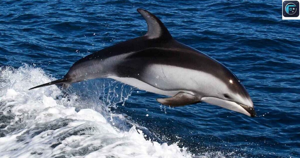 Pacific White-Sided Dolphin
