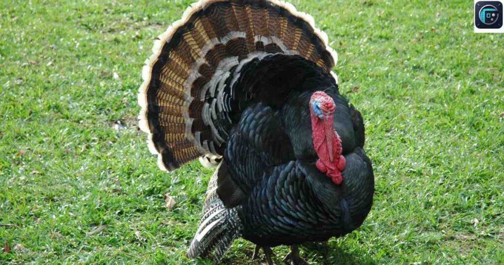 Small Turkey
