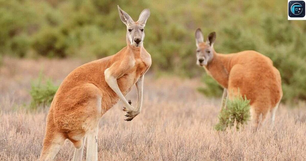 The Red Kangaroo
