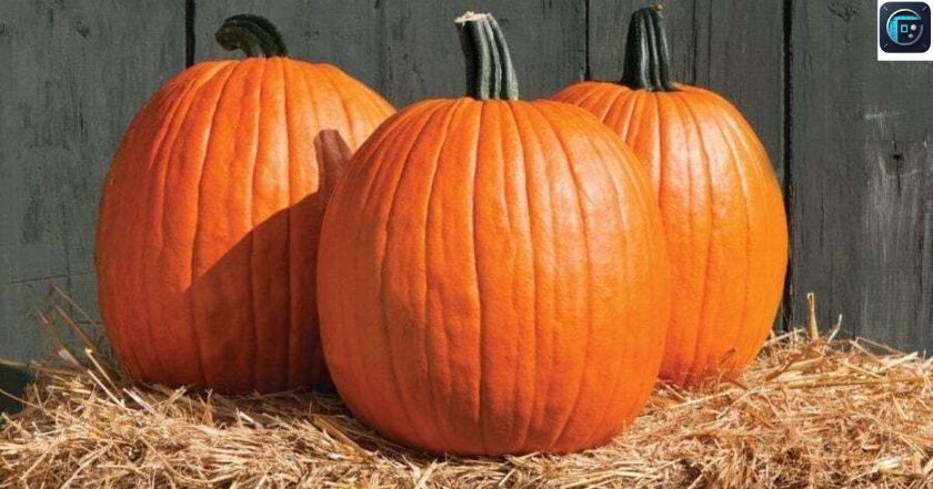 Three Average-Sized Pumpkins
