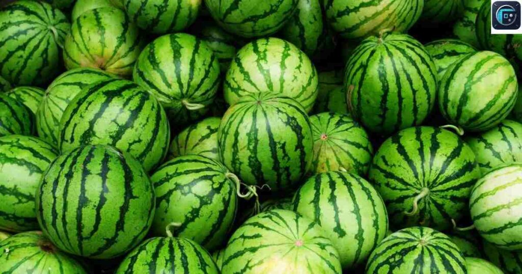 Three Average-Sized Watermelons
