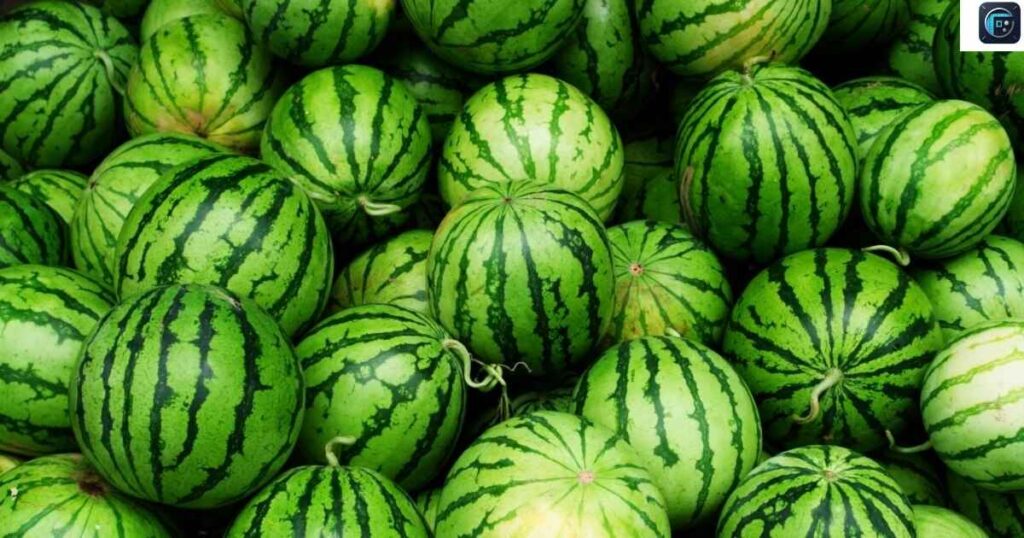 Three Full-Size Watermelons
