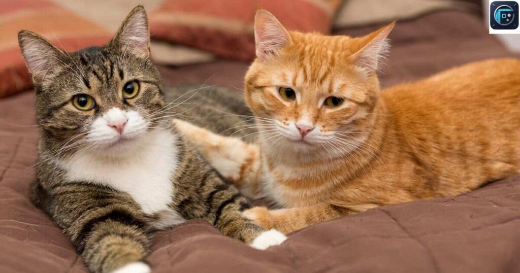 Two Domestic Cats
