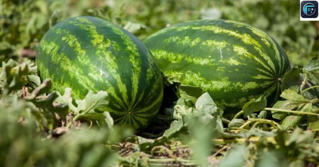 Two Large Watermelons